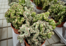 One of hundreds of species