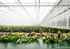 Tulips from Wesselman Flowers