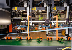 Tulip bunching machine by Bercomex