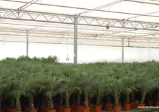 At Heboplant, they import a variety of green plants. In this shade are phoenix roebelenii's.