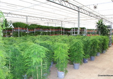 You don't see this Asparagus in its large pot size very often. Heboplant has plenty of nice ones.