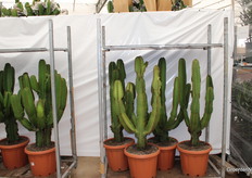 Euphorbias are ready for departure.