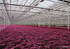 We were told that this box will be harvested on Monday.