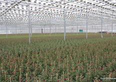 Fuchsias as far as you could see.