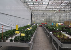 A quick glimpse into Beekenkamp's nursery.