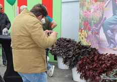 Another Begonia but a pretty leaf Begonia.