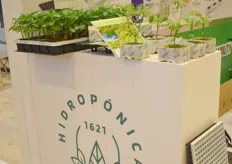 Hydroponically grown lettuce on the Hidroponica system