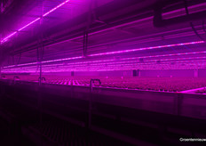 The well-known purple glow.