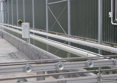 ... to to 'swim' into the greenhouse.