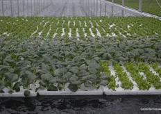 Because growing lettuce hydroponic is in full development, there will also be a lot of test with several varieties, for example pak choi. Willem Bas: "We have ordered as many seeds as possible to test. The ones that give the best results, will be chosen for cultivation."