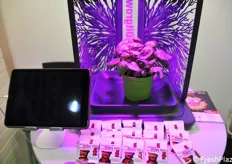 Studying the light effects on plants' growth