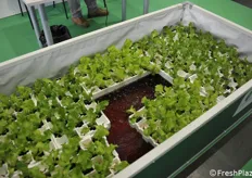 Aquaponic farming, with both fishes and plants within the same pool. 