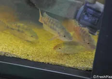 Fishes used for aquaponic farming