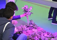 Roots in aquaponic farming