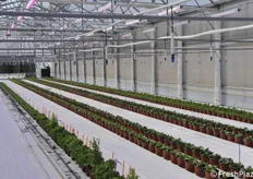 Greenhouse with lettuce, the intermediate phase of the breeding operation