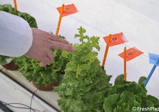 A non-adequate plant as it grew too much too soon