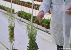 The flowers of these plants will be pollinated with pollen coming from interesting varieties