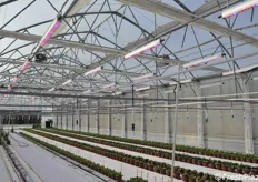 Greenhouses are kept extremely clean and in order