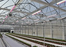 Greenhouses are kept extremely clean and in order