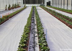 Selected plants. Only few of these have the required characteristics