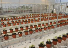 The light, humidity and irrigation in this greenhouse are managed in a completely automated manner, according to pre-defined parameters. 
