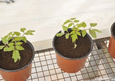 From 5 to 15 years are necessary to patent a new variety