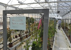 Greenhouse with grown tomato plants