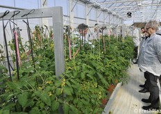 Many different tomato varieties, all of them destined to the industry