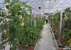 Yield, shape, colour, organoleptic quality, processing adequacy and disease resistance are evaluated. 