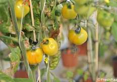 One of the variety awaiting evaluation