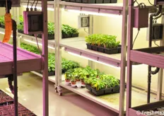 Plants in controlled conditions