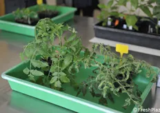 A comparison between a resistant and a non-resistant tomato plant