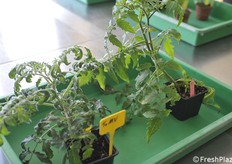 Clear differences between plants according to their resistance