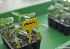 Disease resistance is one of the most demanded characteristics