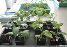 Plants in comparison