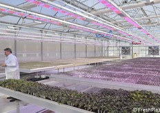 One of the greenhouses where Nunhems carries out breeding activities