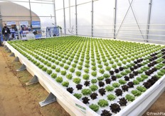 A mini field dedicated to the floating system