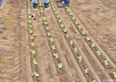 Showing the transplation