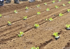 Transplantation demo