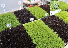 Variety shown by Isi Sementi