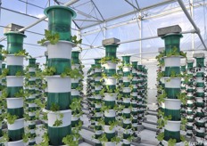 Vertical cultivation