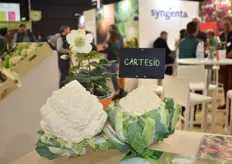 New white romanesco cabbage Cartesio from Syngenta, awarded SIVAL Innovation Silver.