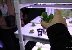 Hydroponics, Grand N Fortune Limited 