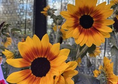 Sunfinity Bicolor Yellow -Red, Syngenta