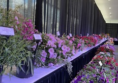 New Varieties, like the Pentsemon Rock Candy Pink Improved or the Coral of Darwin Perennials