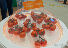 In the Nunhems booth the new variety WinVine was shown