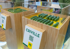 Presenting cucumber varieties at Fito.
