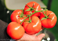 Merlice: Heavy fruit weight, deep red color and a jointless vine.