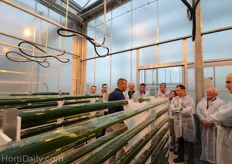 The algae prefer a temperature of 35 degree Celsius. This could also make it attractive for greenhouse growers to combine the cultivation with common greenhouse crops, however both crops need a certain amount of light. This is a challenge at the moment, but researchers are in search of a solution for this.