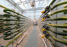 Another problem is that the algae crop is very sensitive to stress situations due to climate and nutrition conditions. This results in the deposition of algae on the inside of the tube. Therefore the system has to run special cleaning programs, which also makes the cultivation time intensive.